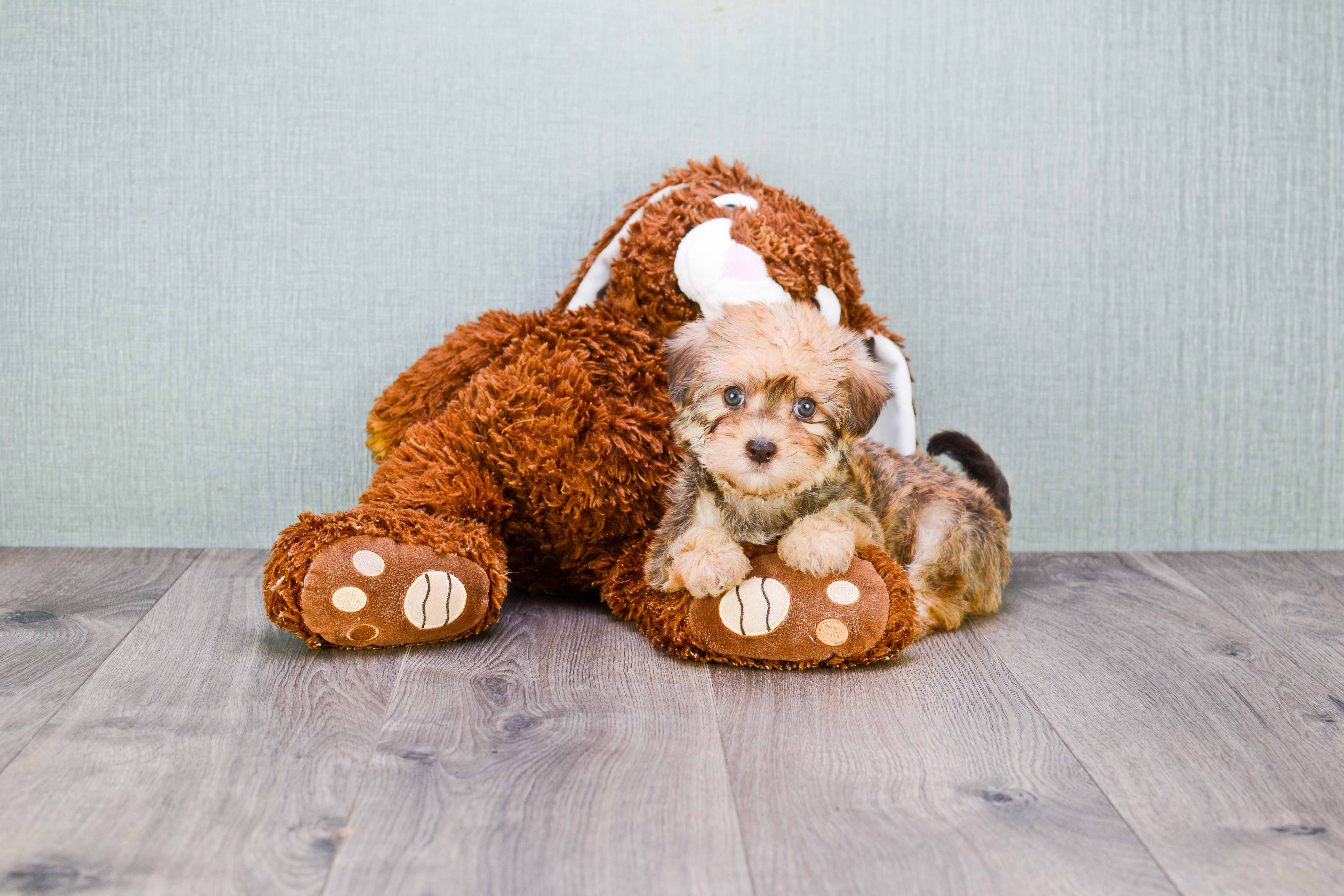 Havanese Puppy for Adoption