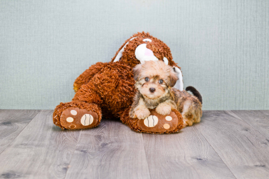 Havanese Puppy for Adoption