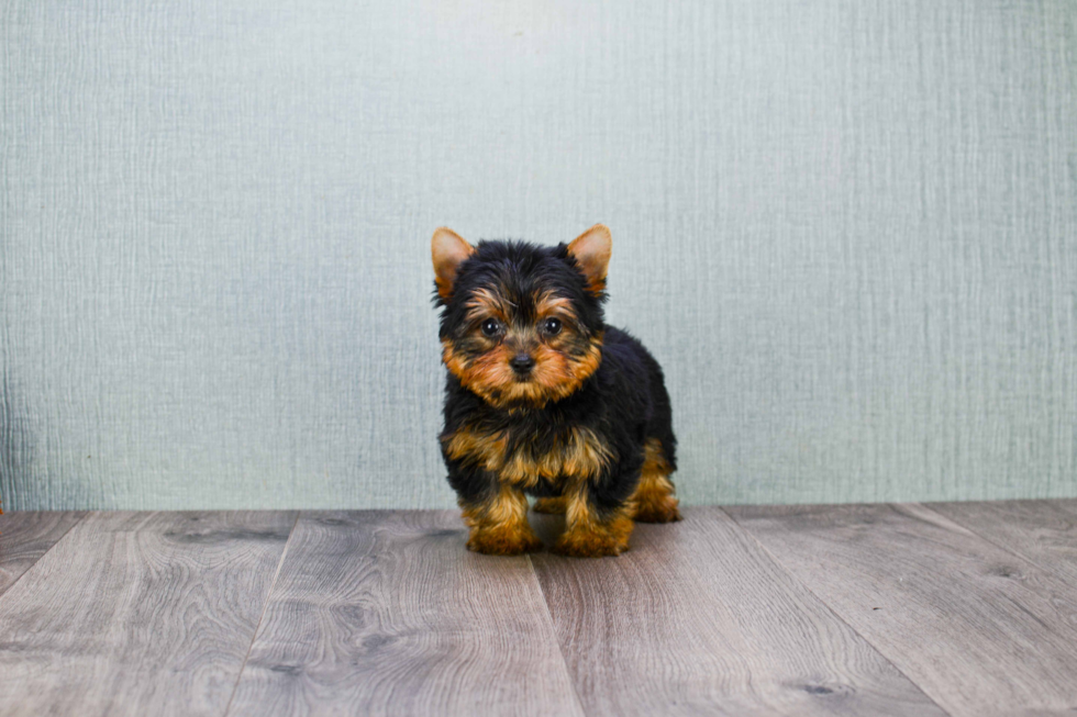 Meet Ronaldo - our Yorkshire Terrier Puppy Photo 