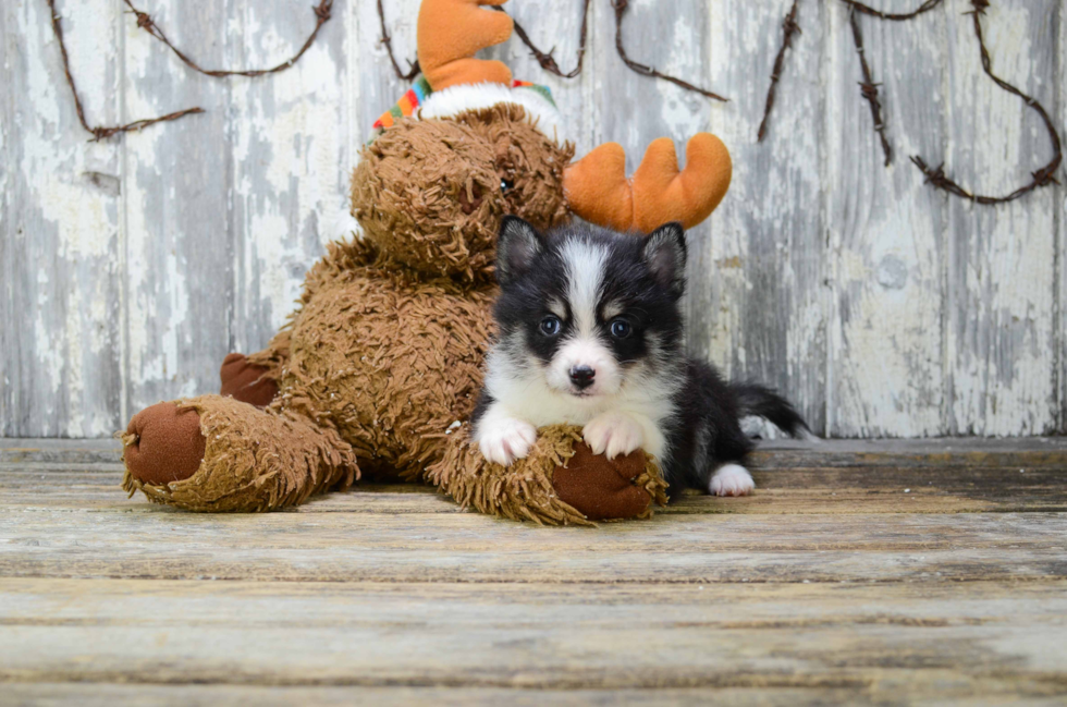 Popular Pomsky Designer Pup