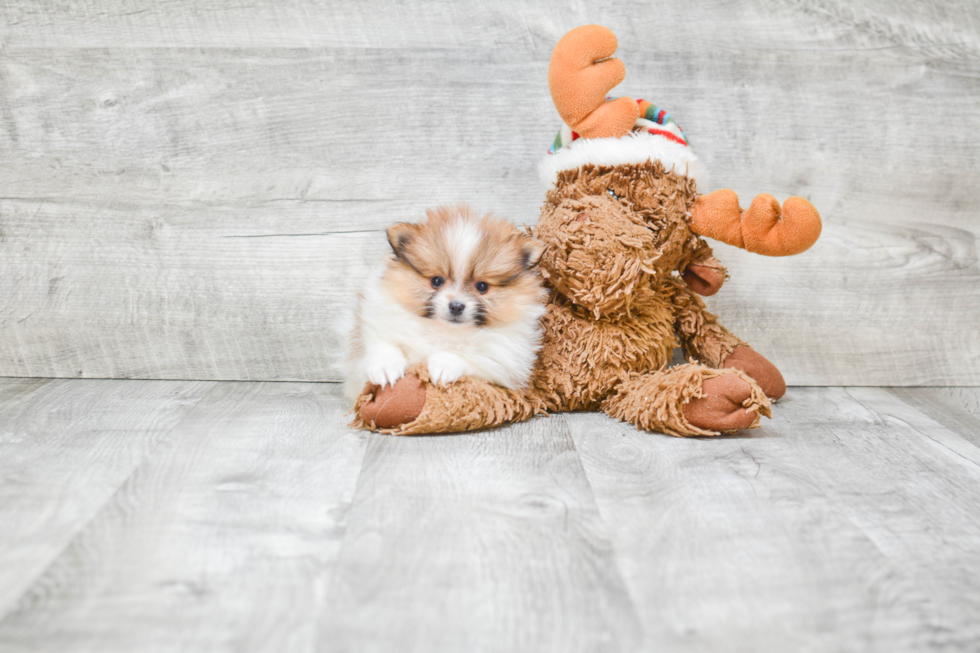 Pomeranian Pup Being Cute