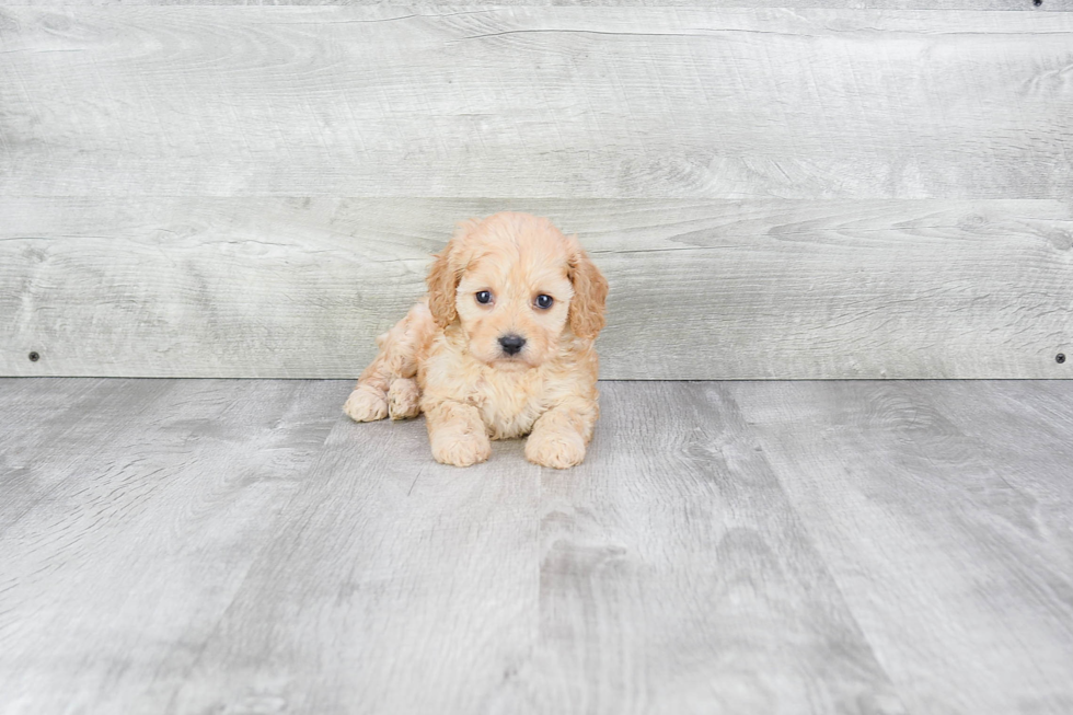 Friendly Cavachon Baby