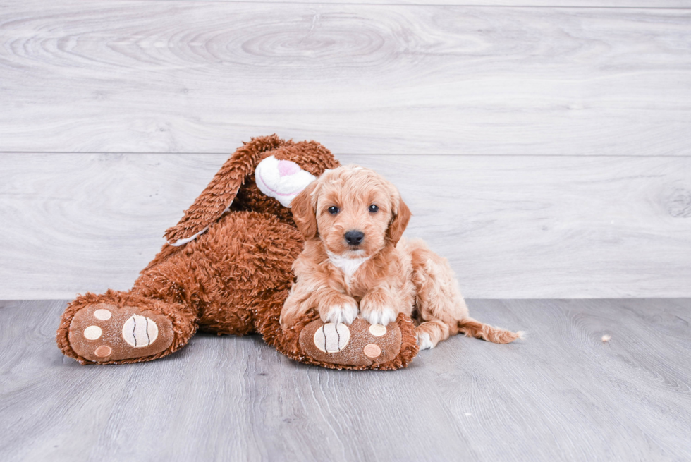 Mini Goldendoodle Pup Being Cute