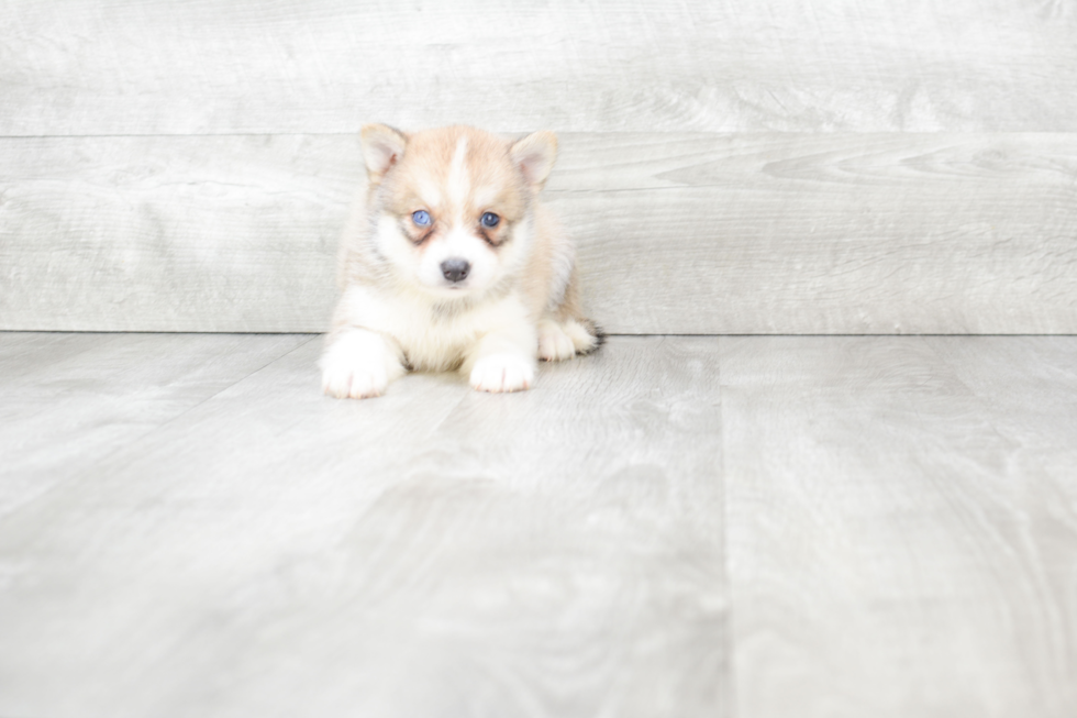 Pomsky Pup Being Cute