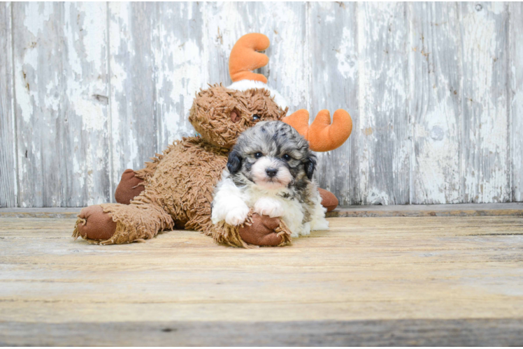 Smart Teddy Bear Designer Pup