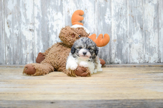 Smart Teddy Bear Designer Pup