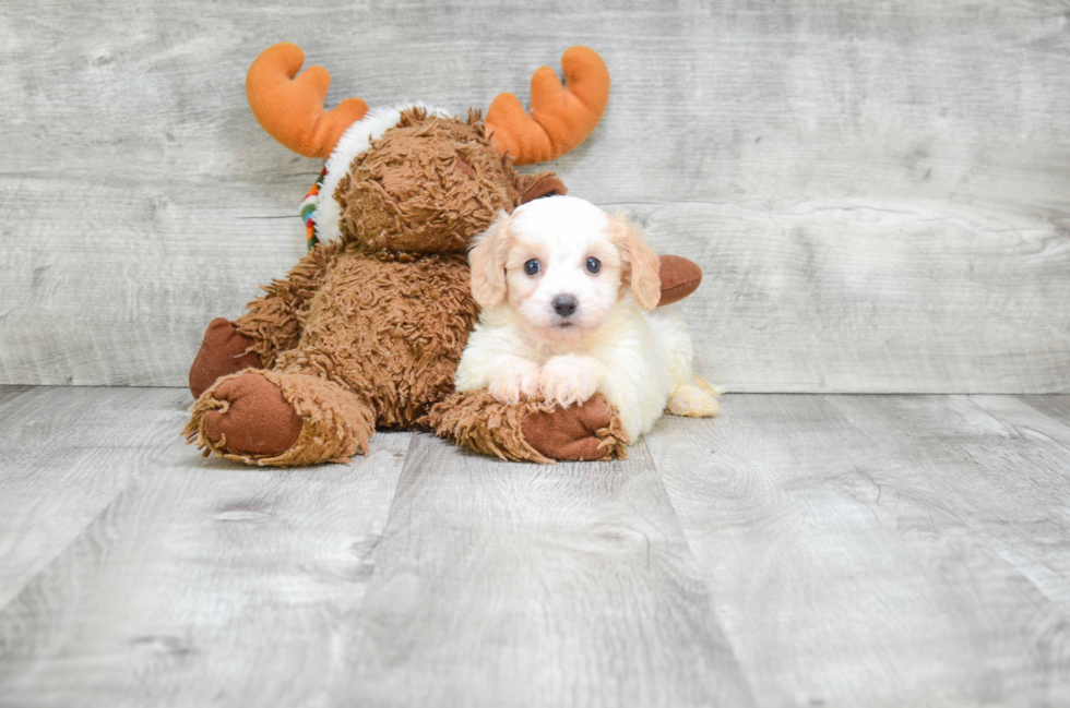 Small Cavachon Baby