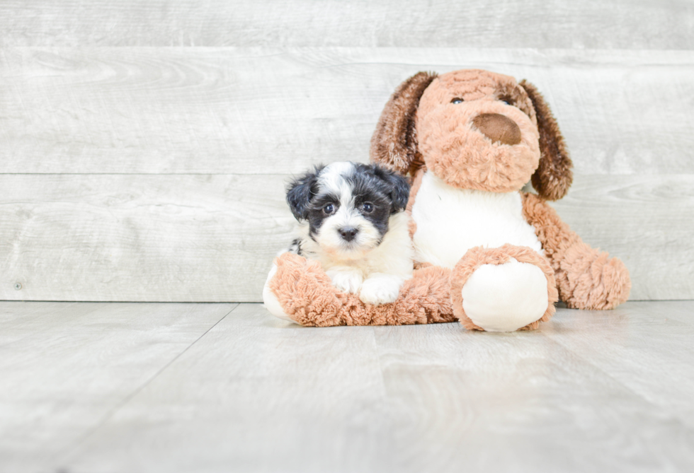 Havanese Pup Being Cute