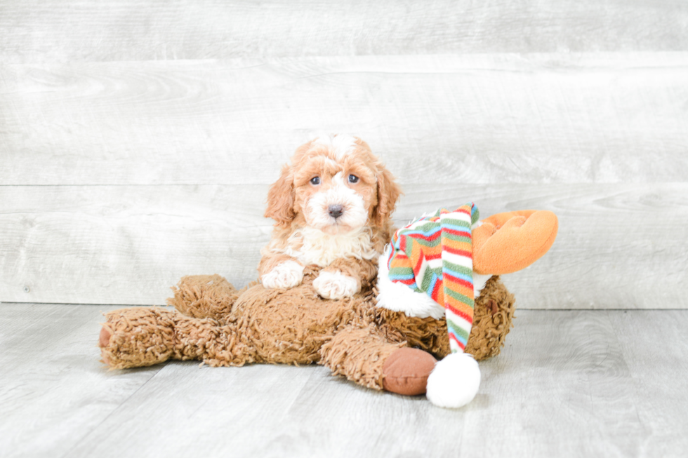 Best Cavapoo Baby