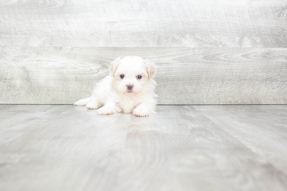 Teddy Bear Pup Being Cute