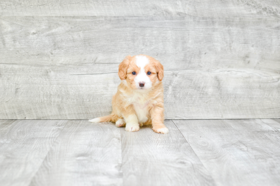 Smart Mini Bernedoodle Poodle Mix Pup