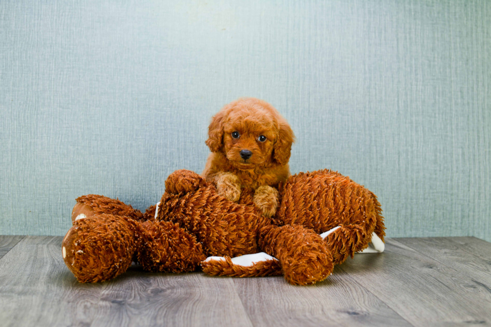 Little Golden Retriever Poodle Mix Puppy