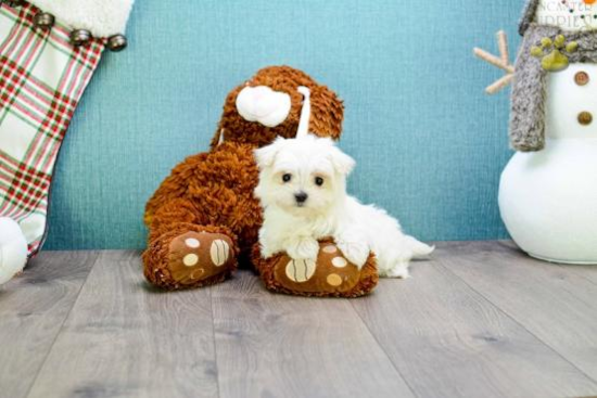 Maltese Pup Being Cute