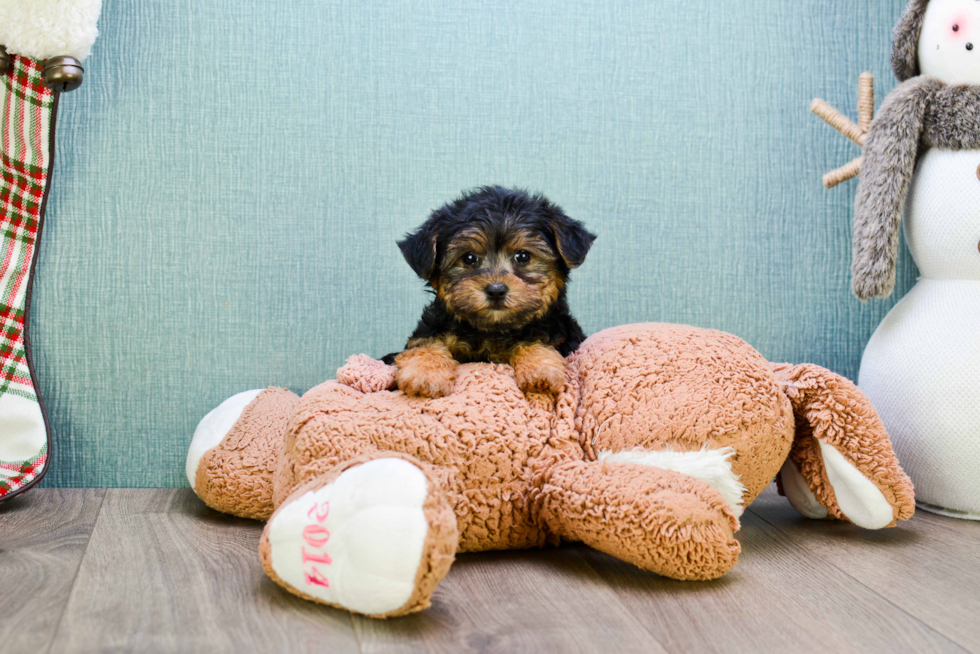 Yorkie Poo Pup Being Cute