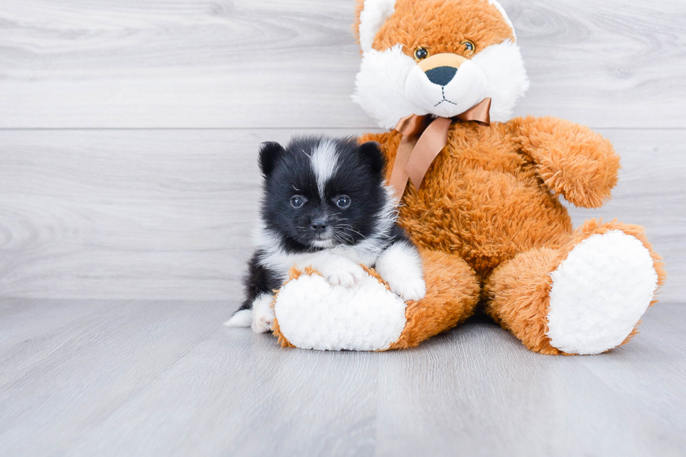 Playful Pomeranian Purebred Pup