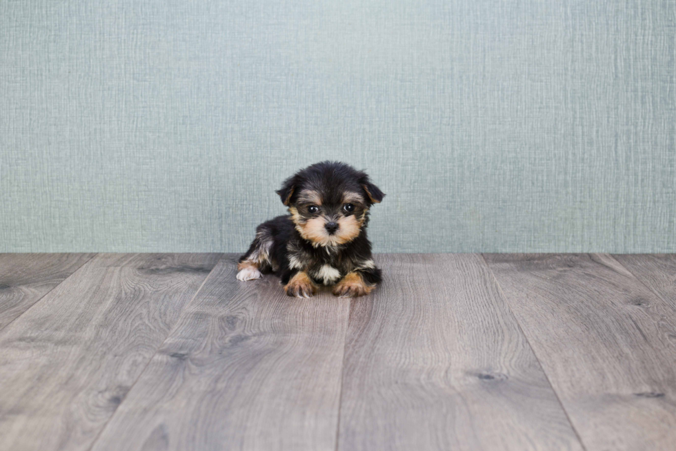 Friendly Morkie Baby