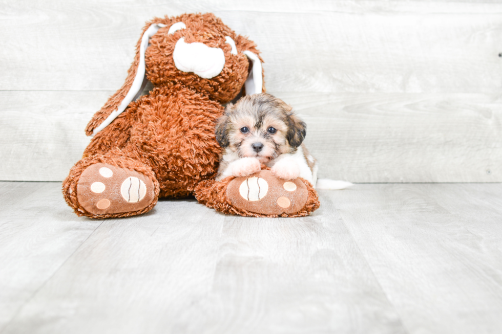 Teddy Bear Pup Being Cute