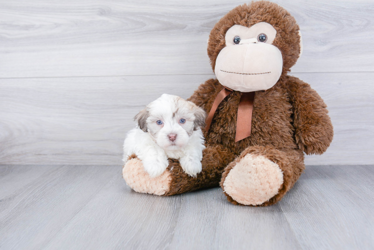 Best Havanese Baby