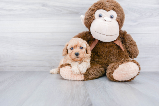 Popular Cavapoo Poodle Mix Pup