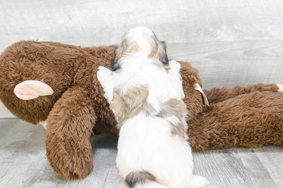 Little Shichon Designer Puppy