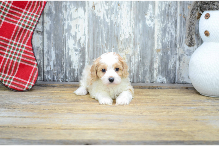 Little Cavoodle Poodle Mix Puppy