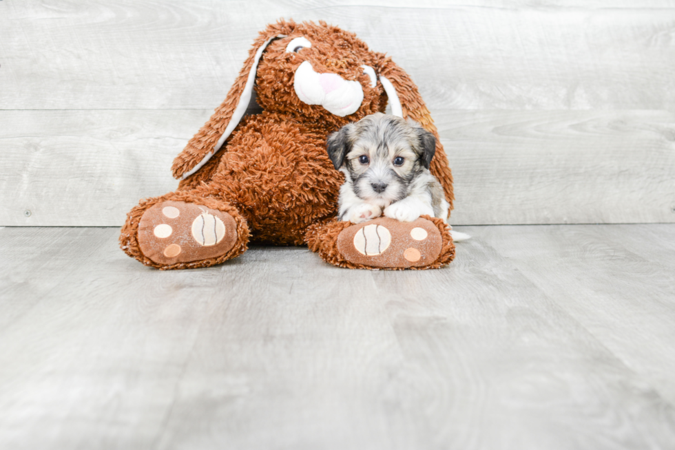 Smart Havanese Purebred Puppy