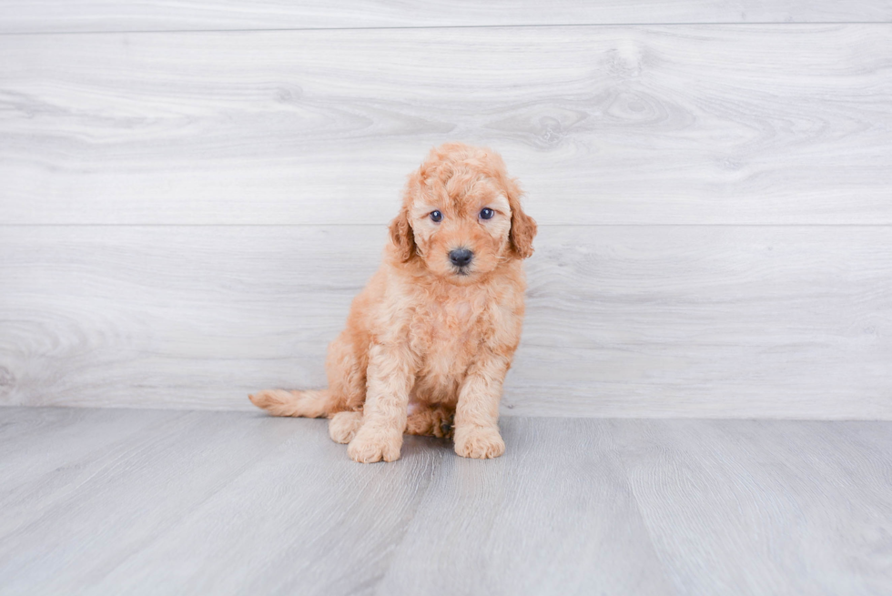 Hypoallergenic Golden Retriever Poodle Mix Puppy