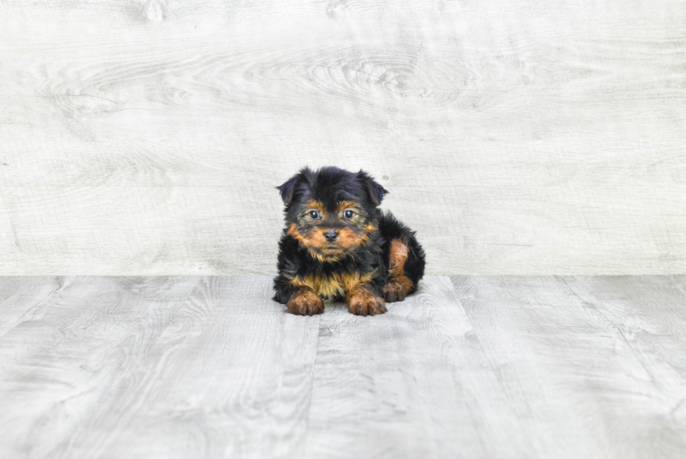 Meet Avery - our Yorkshire Terrier Puppy Photo 