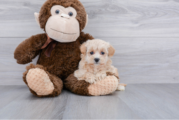 Energetic Maltese Poodle Poodle Mix Puppy