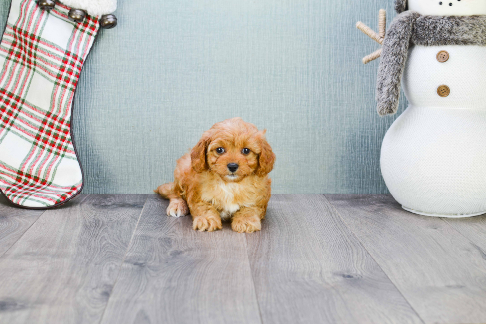 Cavapoo Pup Being Cute