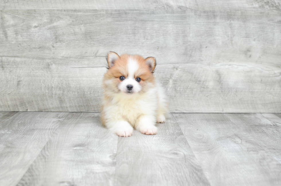 Adorable Pomeranian Purebred Puppy