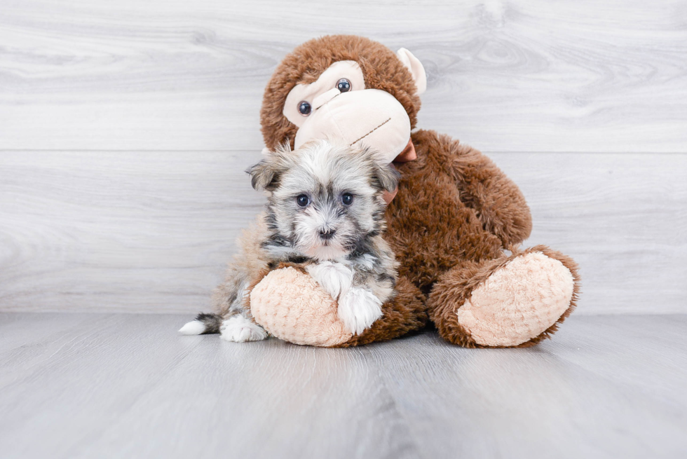 Havanese Pup Being Cute