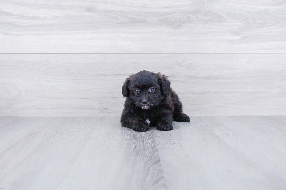 Pomeranian Puppy for Adoption