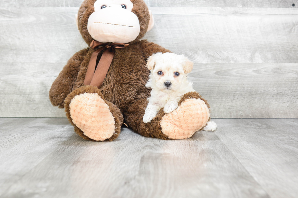 Popular Maltipoo Poodle Mix Pup