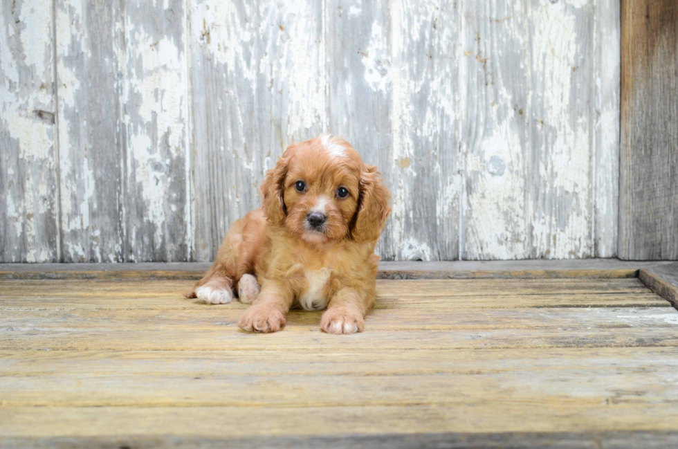 Cavapoo Puppy for Adoption