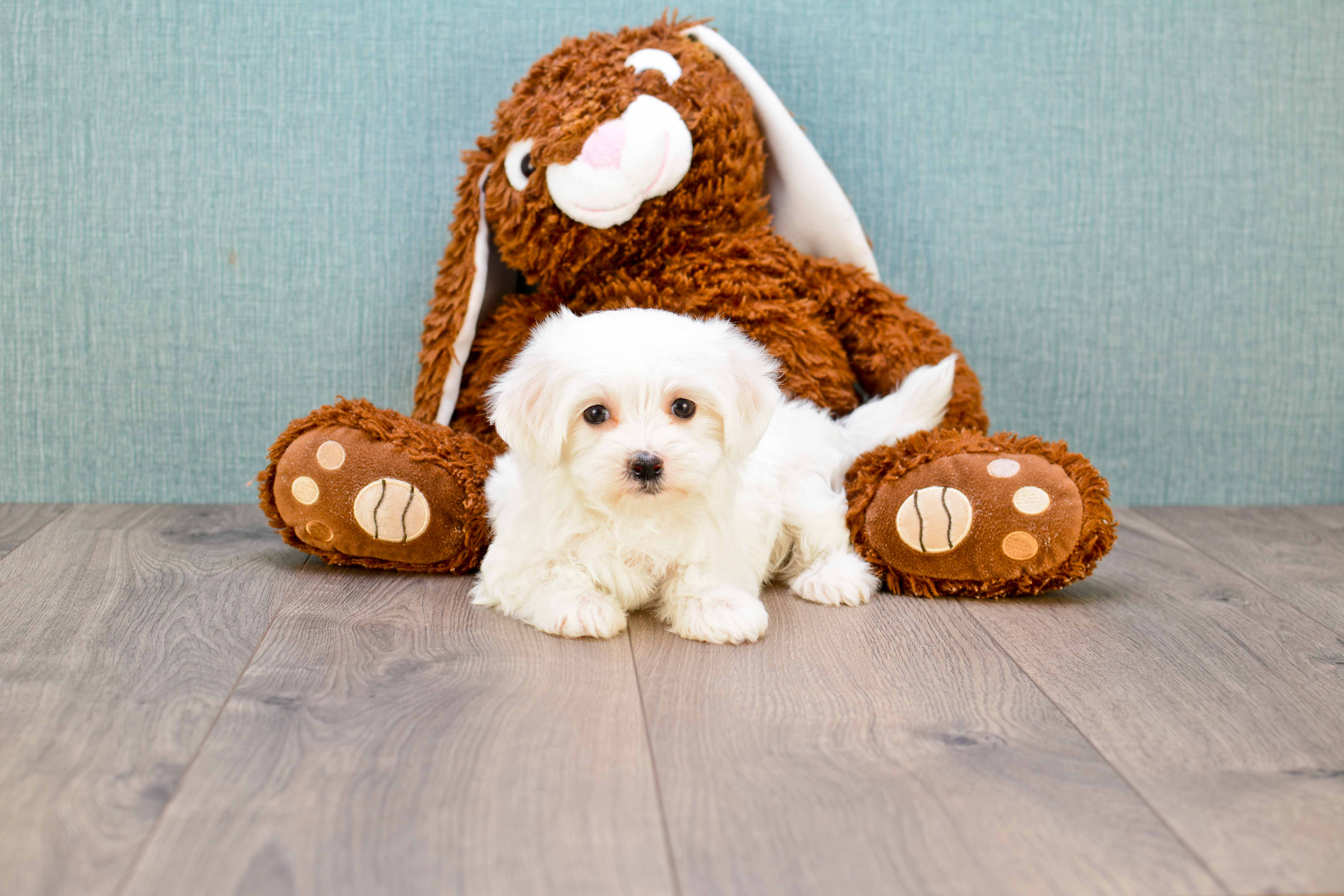 Best Maltipoo Baby