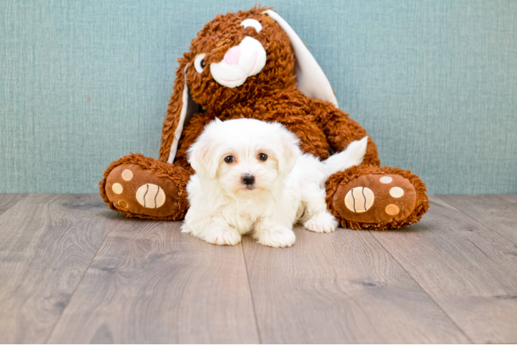 Best Maltipoo Baby