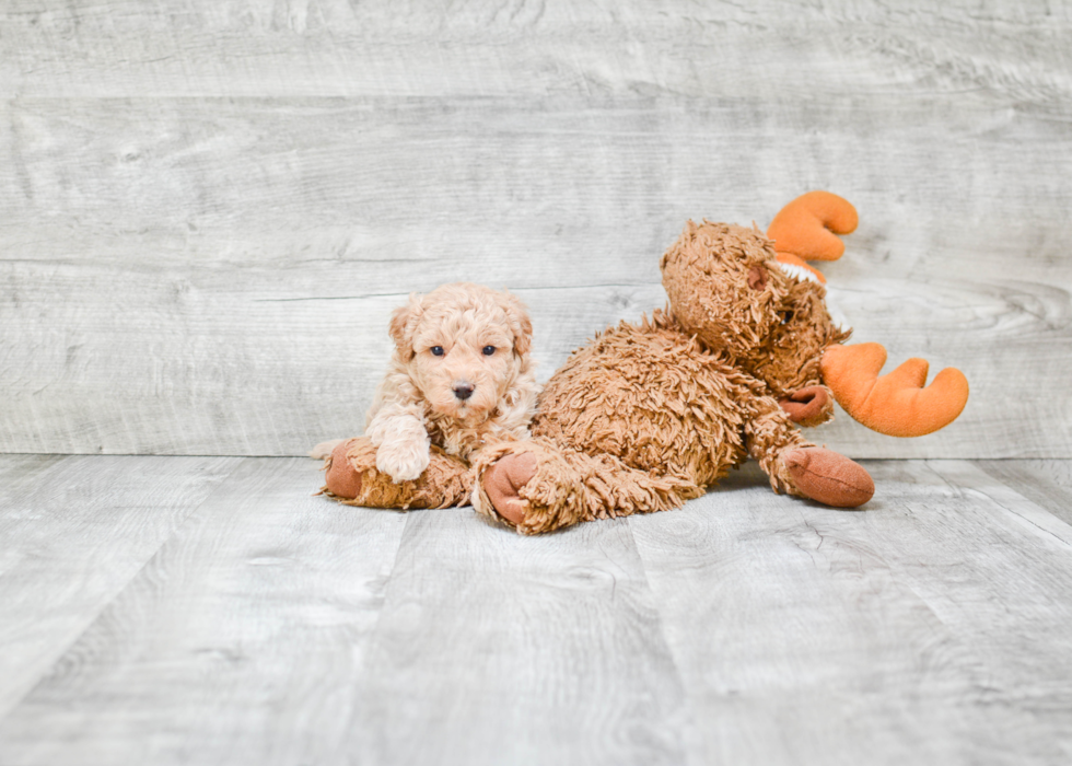 Maltipoo Pup Being Cute