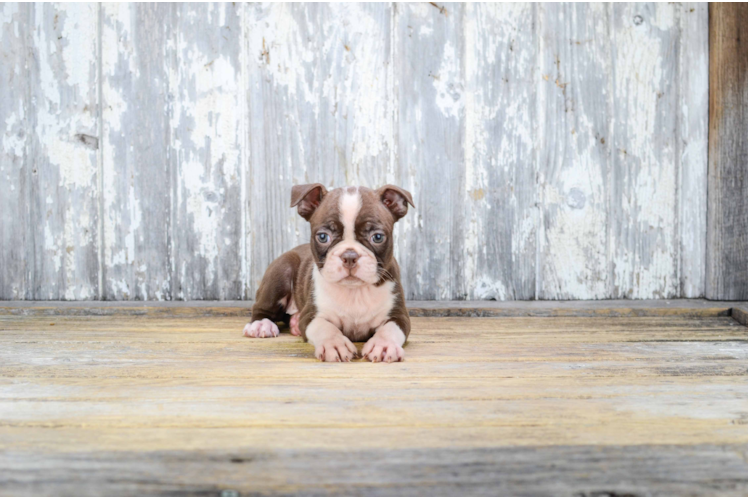 Cute Boston Terrier Purebred Puppy