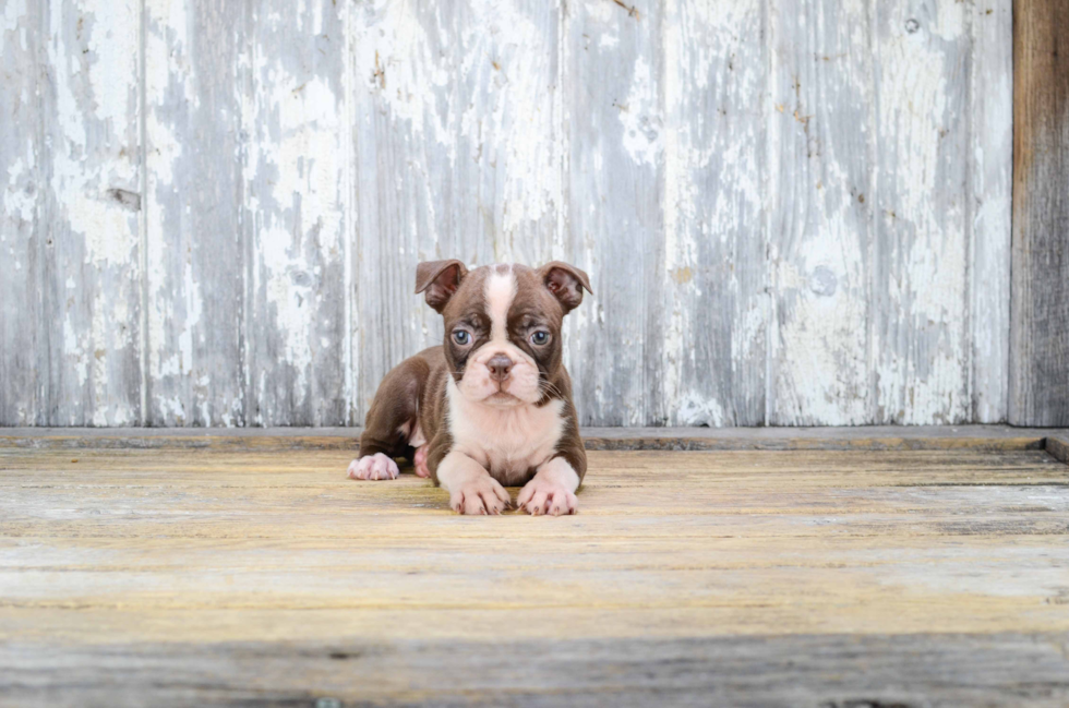 Cute Boston Terrier Purebred Puppy