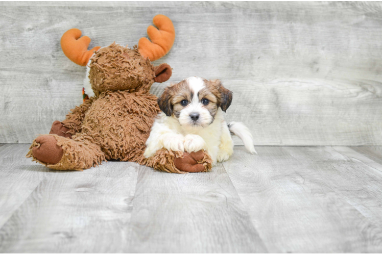 Playful Shichon Designer Puppy