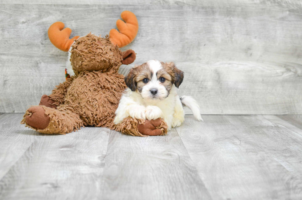 Playful Shichon Designer Puppy