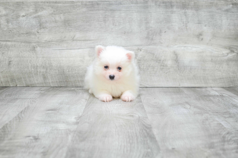 Pomeranian Puppy for Adoption