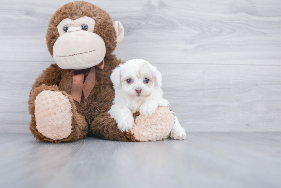 Friendly Havanese Baby