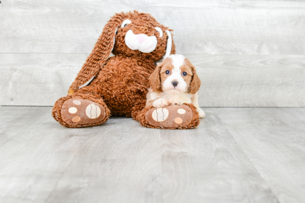 Cute Cavapoo Baby