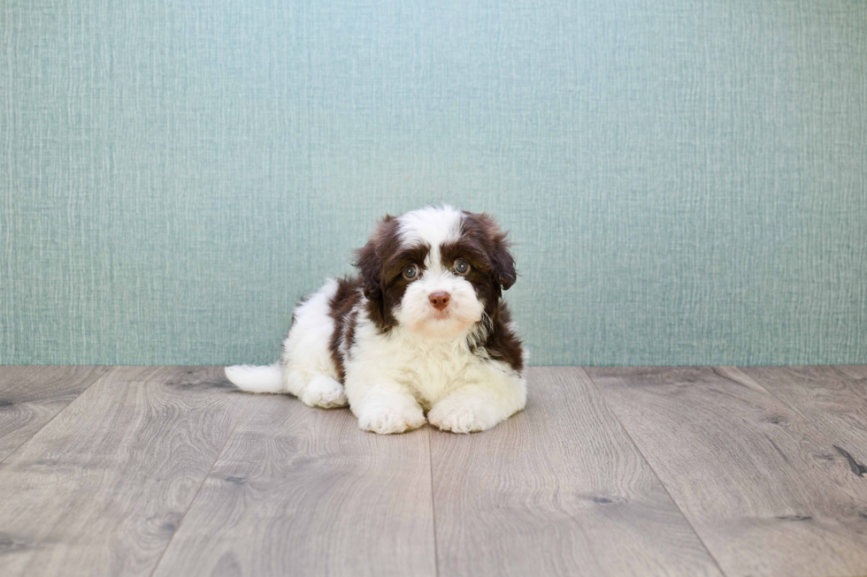 Akc Registered Havanese Baby