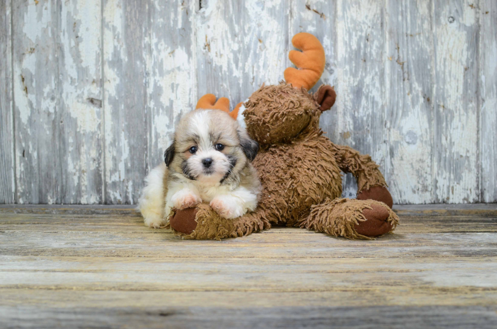 Energetic Shichon Designer Puppy