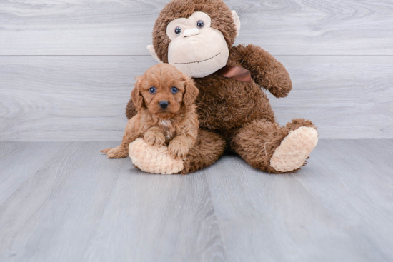 Cute Cavapoo Baby