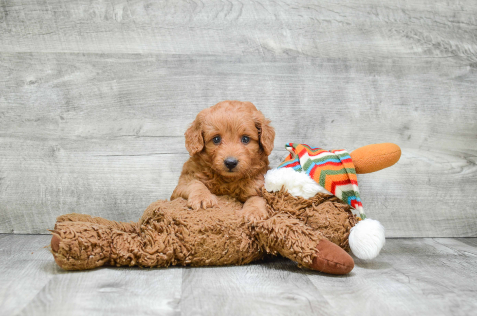 Funny Mini Goldendoodle Poodle Mix Pup