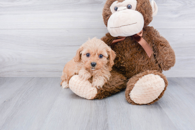 Friendly Cavapoo Baby